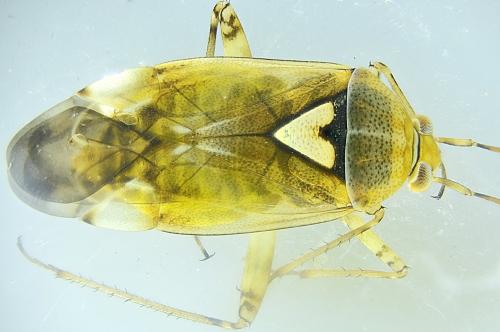 Lygus sp.